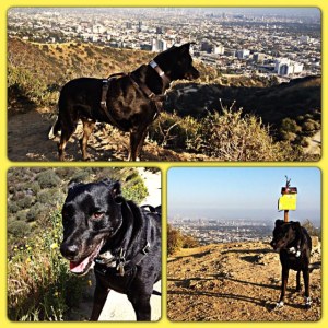 Riggins patrolling the top of the Spine.