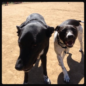 Almost 1/2 brothers at the dirty dog park.