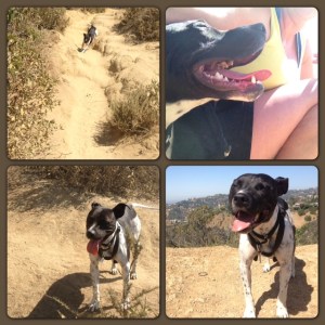 Runyon (It was hard to get him to leave my side so I could take a picture.)