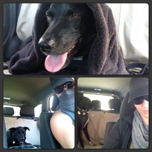 Don't I look like a news reporter from some war movie who didn't get the memo that black is a bad color to wear in the desert?  The towel over Riggins was to help slow down the smell from spreading.  I'm pretty sure the dog is laughing at me.