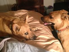 974946_10201475793676705_792230255_n