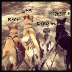 Walking nicely together.