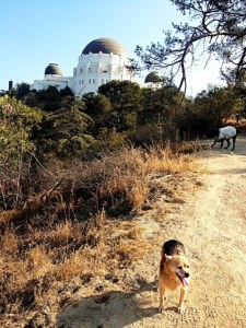 Shug makes her way up the path to the observatory in Griffith Park.