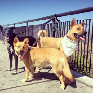 Riggins, Bear, and Jax look out toward the Hollywood sign at the observatory