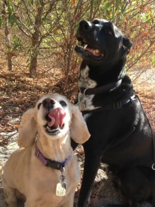 Dexter and Riggins ham it up for the camera at Hahamongna Watershed Park.