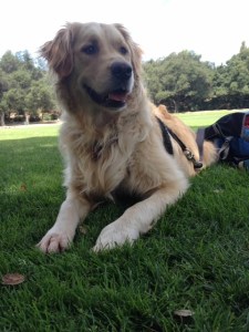 Asscher takes a breather near the soccer fields at Hahamongna Watershed Park.