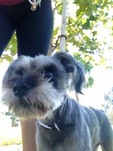 My (non pillow-y) upper thigh and Dragon during this mornings visit to the dog park.