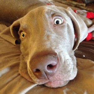 1483311_10201392039777845_1076653169_n