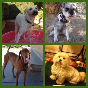 More adorable poop makers.