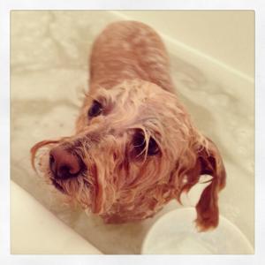 Maisie not enjoying being clean.