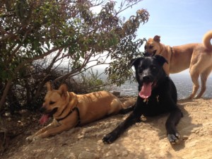 Bear, Huxley & Jax seek shade on Runyon
